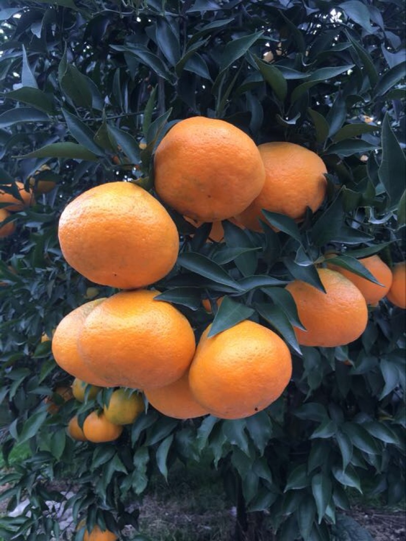 大雅柑1号苗二公分起带土