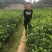 大雅柑1号苗二公分起带土