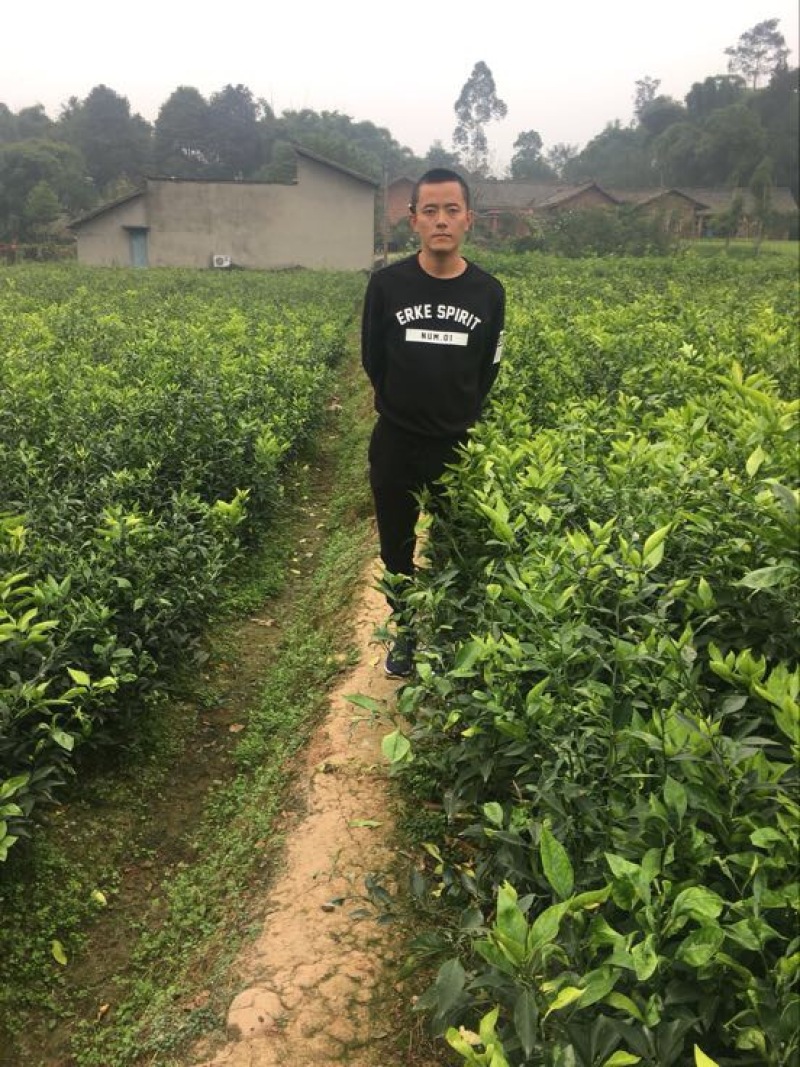 大雅柑1号苗二公分起带土