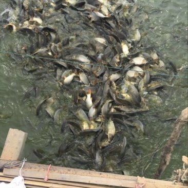 丁桂鱼20cm以上