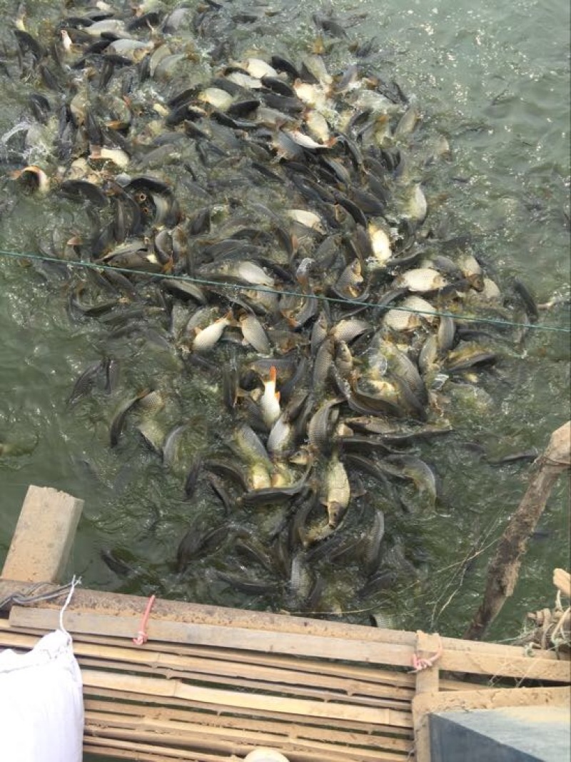 丁桂鱼20cm以上