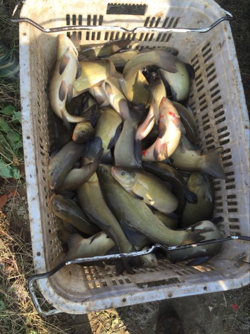 丁桂鱼20cm以上