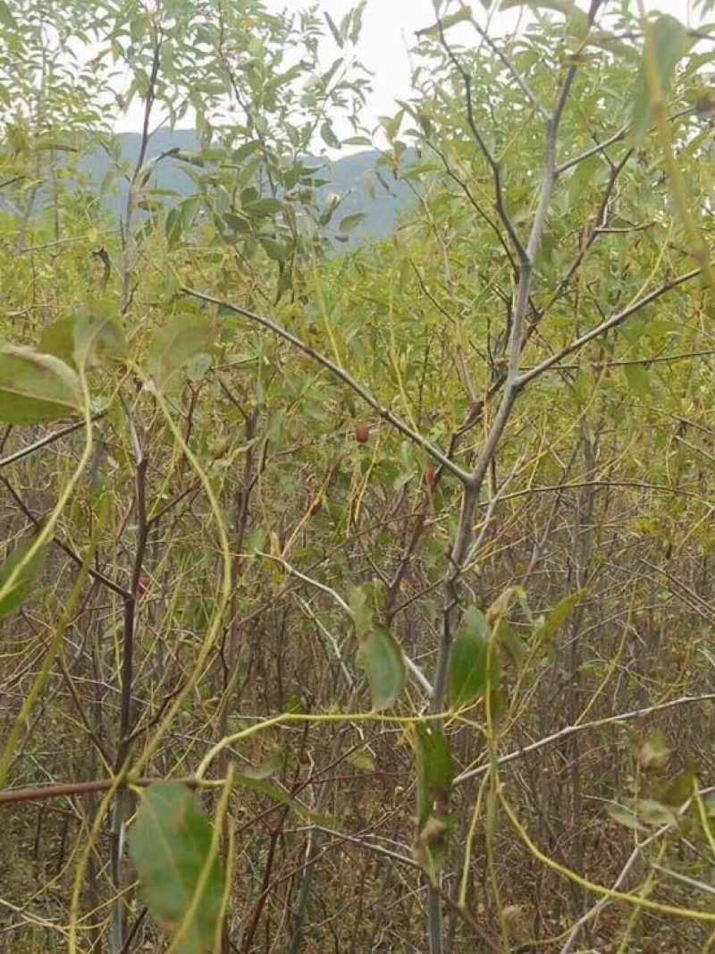 冬枣树苗免费提供技术，口感好吃，品种纯