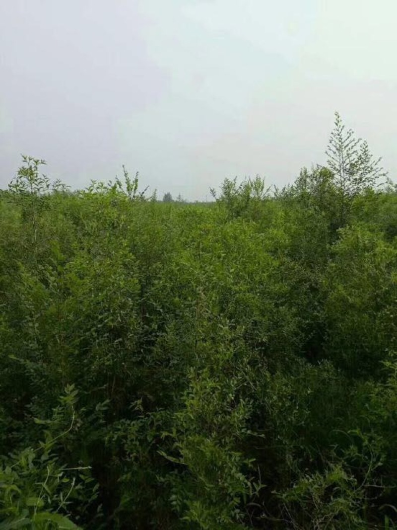 冬枣树苗免费提供技术，口感好吃，品种纯