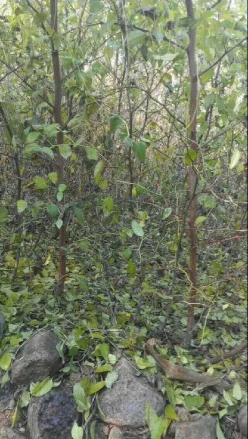冬枣树苗免费提供技术，口感好吃，品种纯