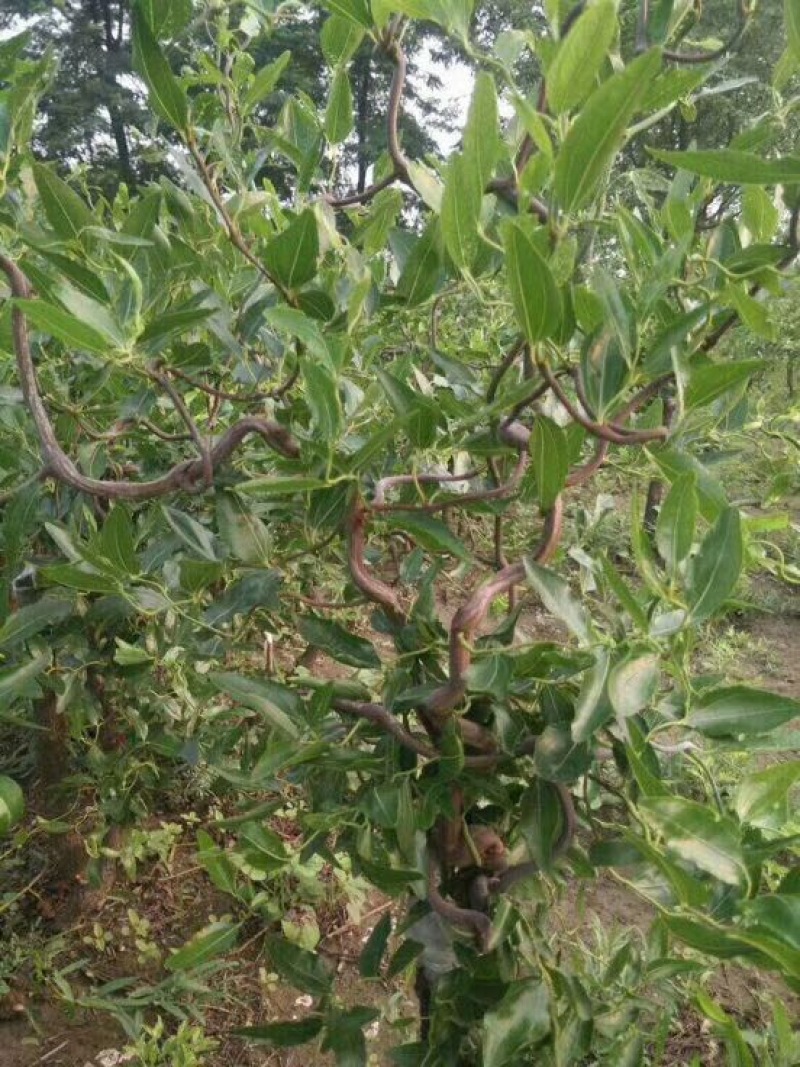 冬枣树苗免费提供技术，口感好吃，品种纯