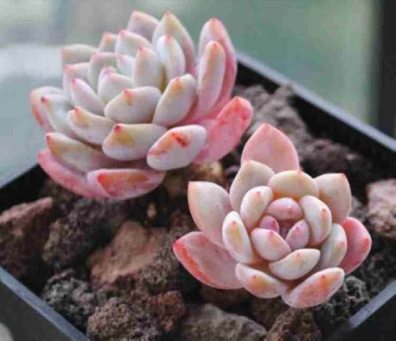 多肉植物不含盆
