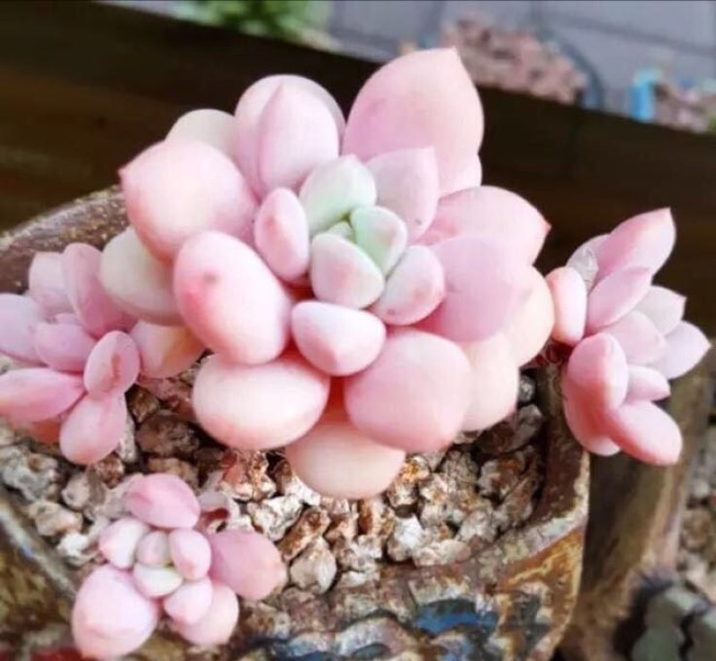 多肉植物不含盆