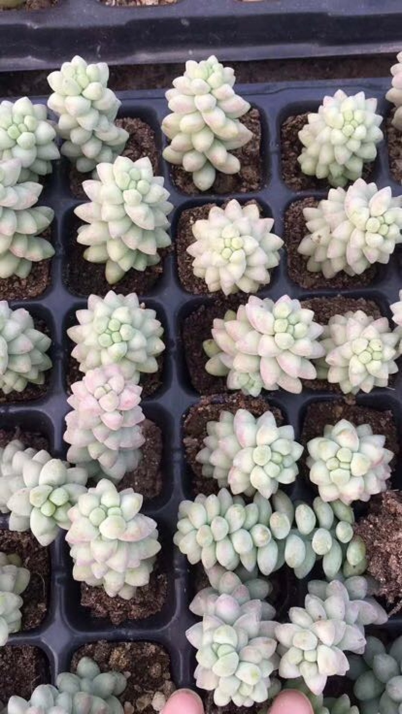 多肉植物不含盆