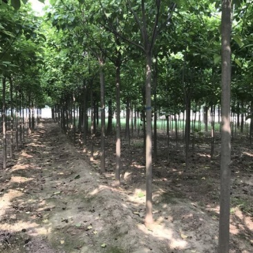 楸树1~1.5m