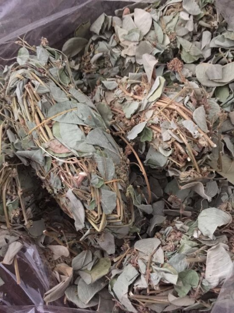 广金钱草