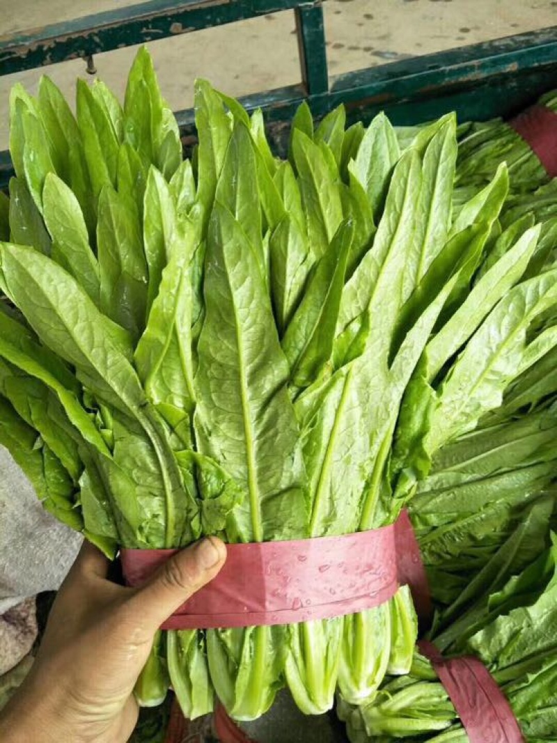 油麦菜25~30厘米以上，质量好，价格优