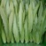 油麦菜25~30厘米以上，质量好，价格优
