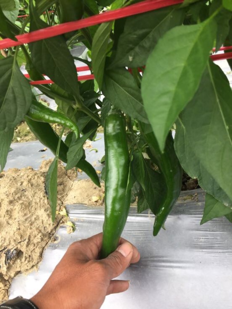 尖椒辣椒青皮尖椒﹥20厘米中辣青