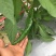 尖椒辣椒青皮尖椒﹥20厘米中辣青