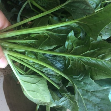 秋菠菜20~25厘米