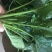 秋菠菜20~25厘米