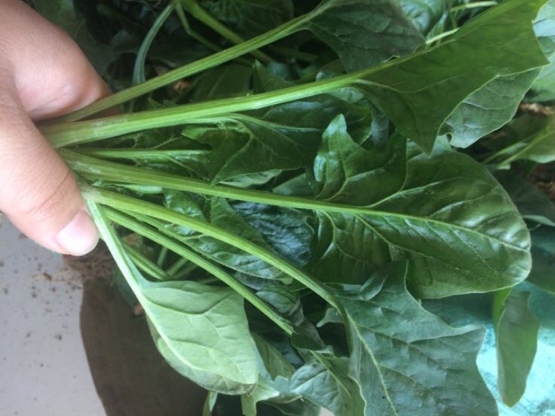 秋菠菜20~25厘米