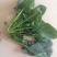 秋菠菜20~25厘米