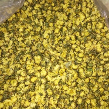 杭白菊散装