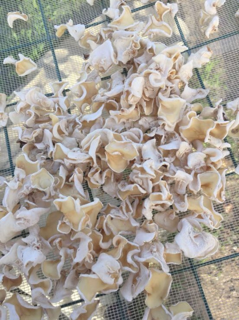 玉木耳特级