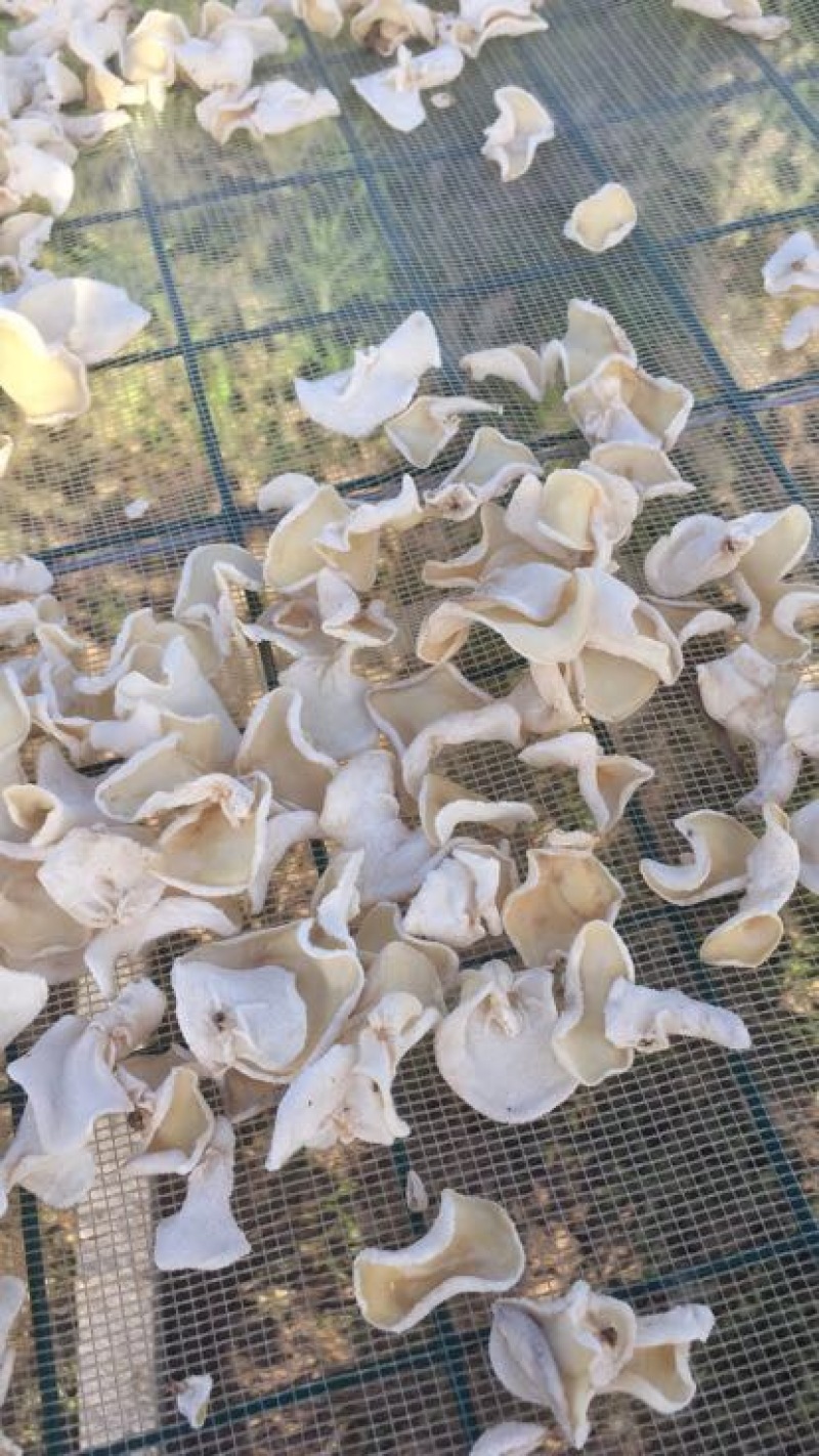 玉木耳特级