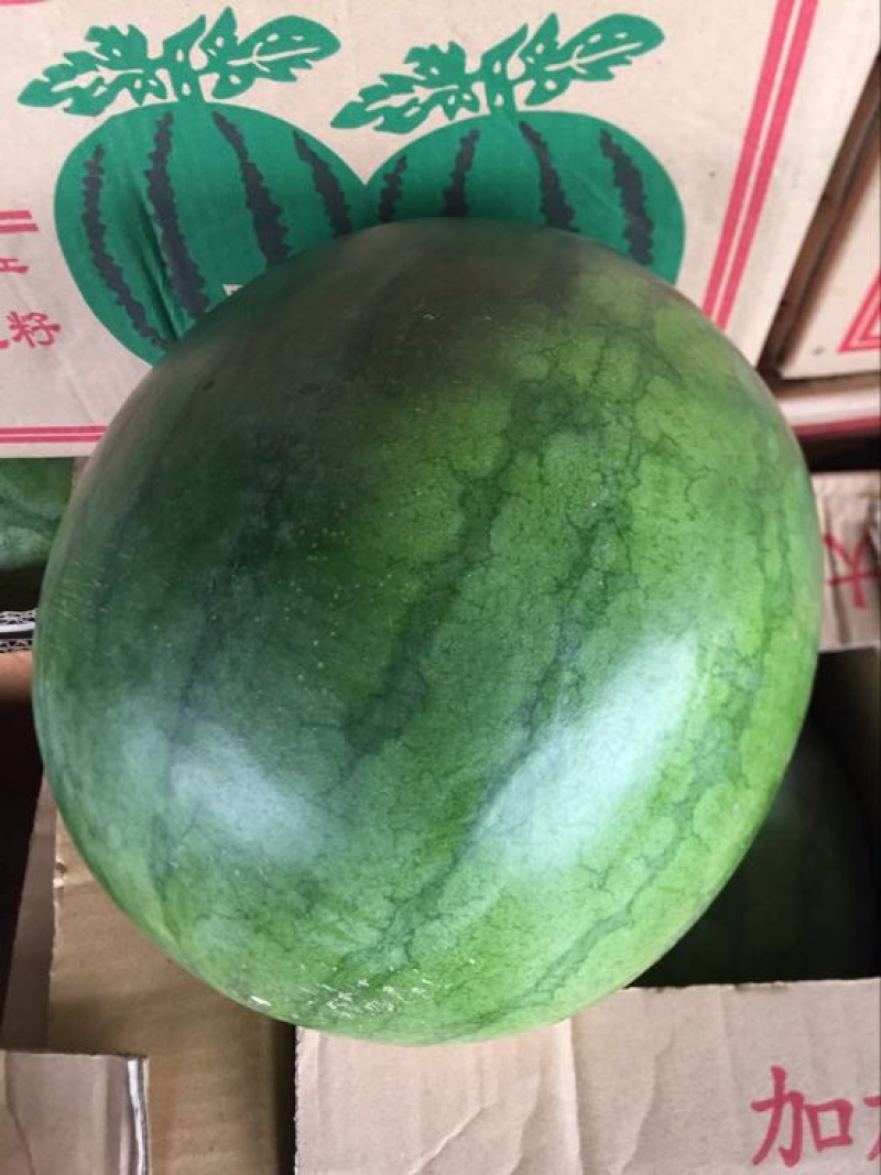 缅甸无籽西瓜10斤打底8成熟1茬