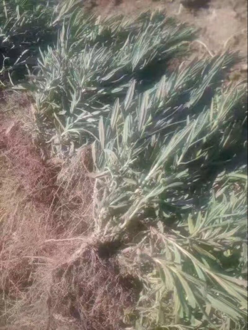 薰衣草种苗