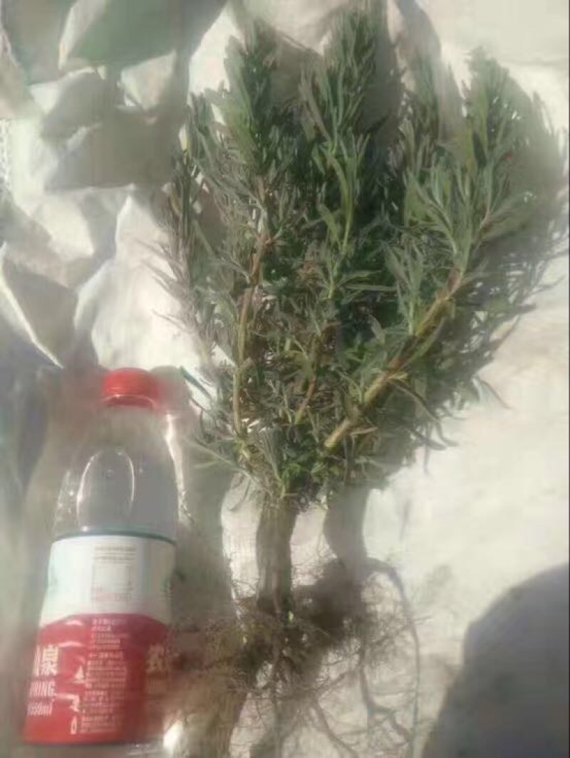 薰衣草种苗