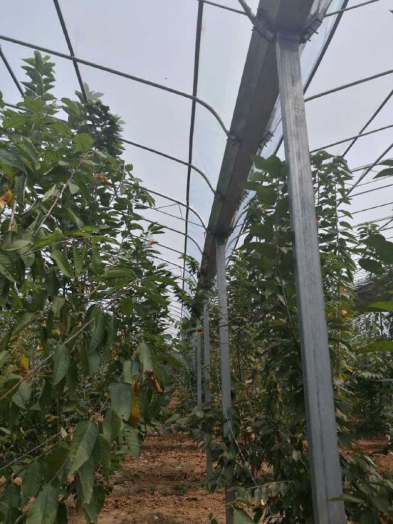 温室大棚蔬菜大棚养猪大棚连栋大棚食用菌大棚