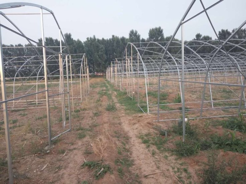 连栋大棚钢管大棚蔬菜大棚无立柱大棚