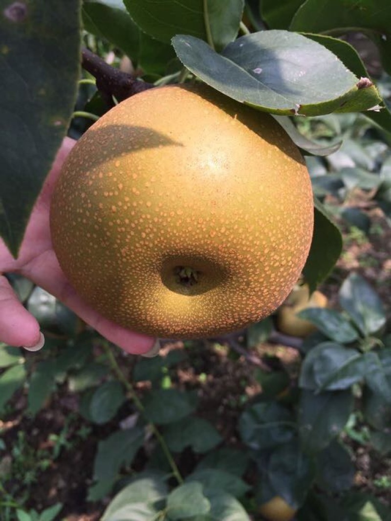 梨树苗80cm以上0.8cm