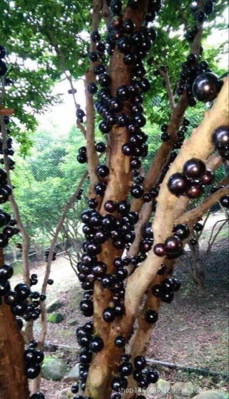 嘉宝果树苗四季早生台湾引进