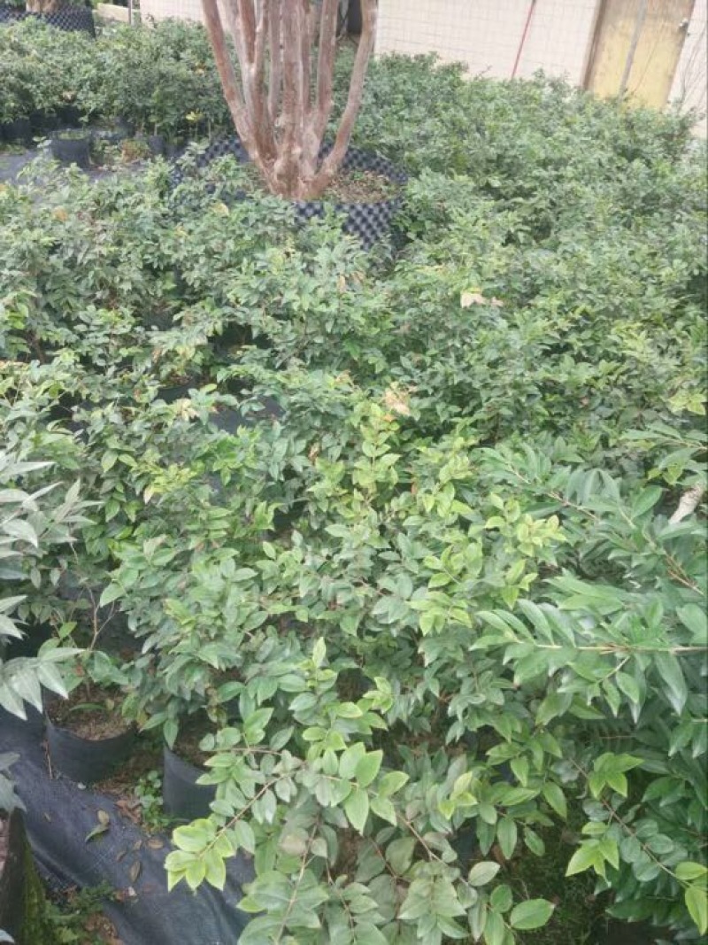 嘉宝果树苗四季早生台湾引进
