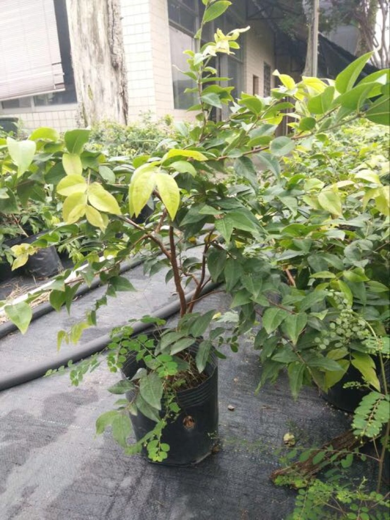 嘉宝果树苗四季早生台湾引进