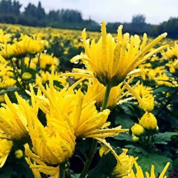 菊花茶一级