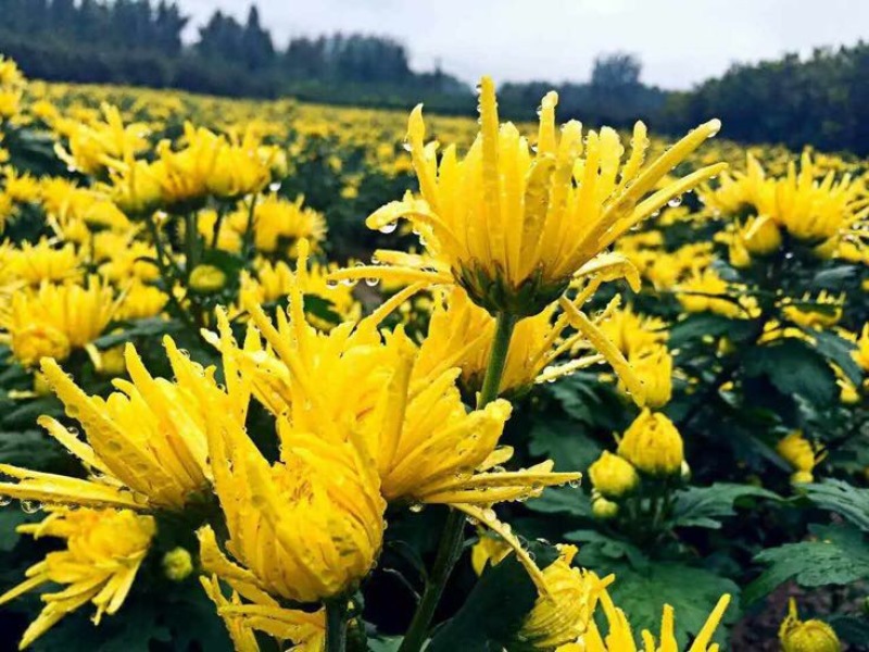 菊花茶一级