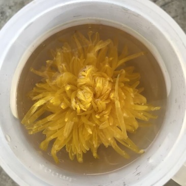 金丝皇菊茶一级