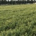 金丝皇菊茶一级