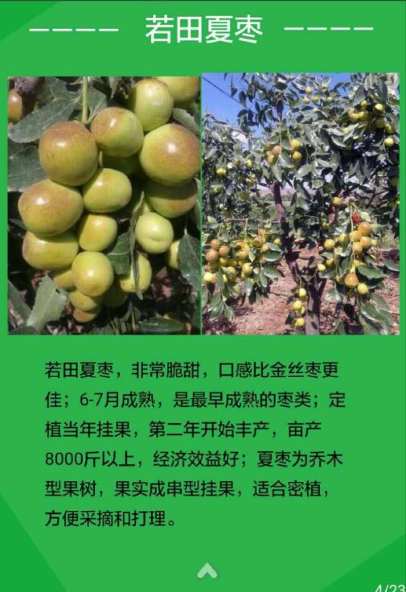 枣树苗50~80cm