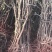 枣树苗50~80cm