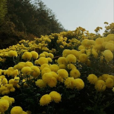 菊花茶一级