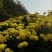 菊花茶一级