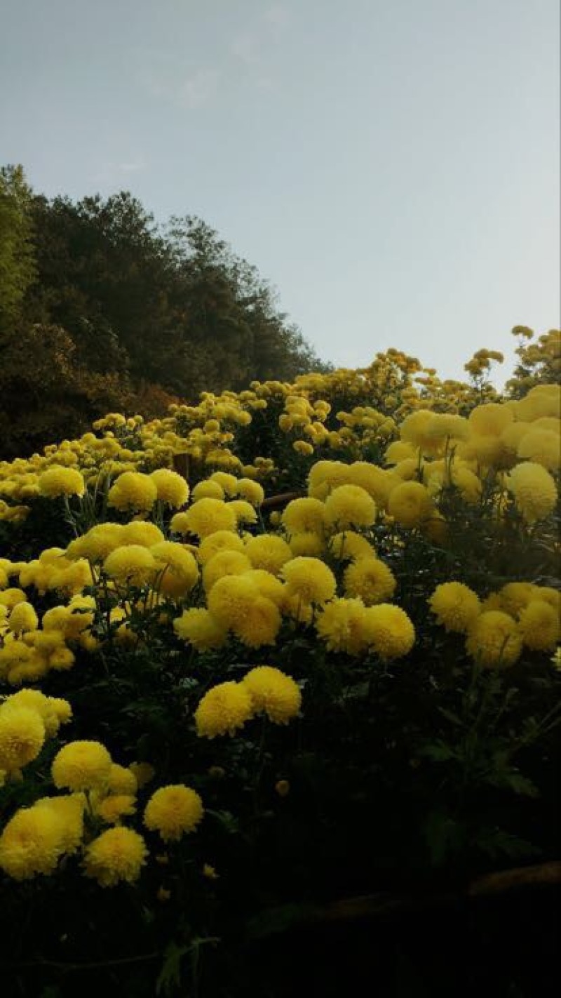 菊花茶一级