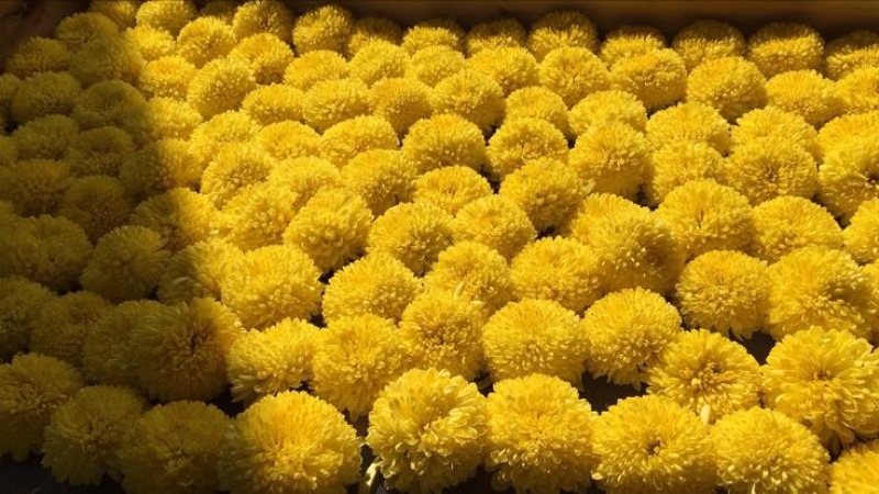 菊花茶一级