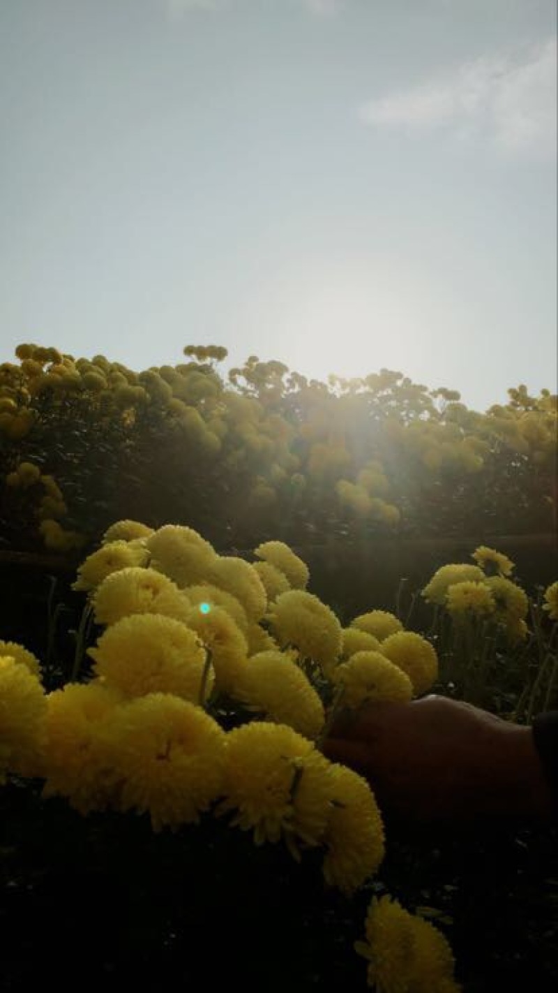 菊花茶一级