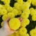 菊花茶一级