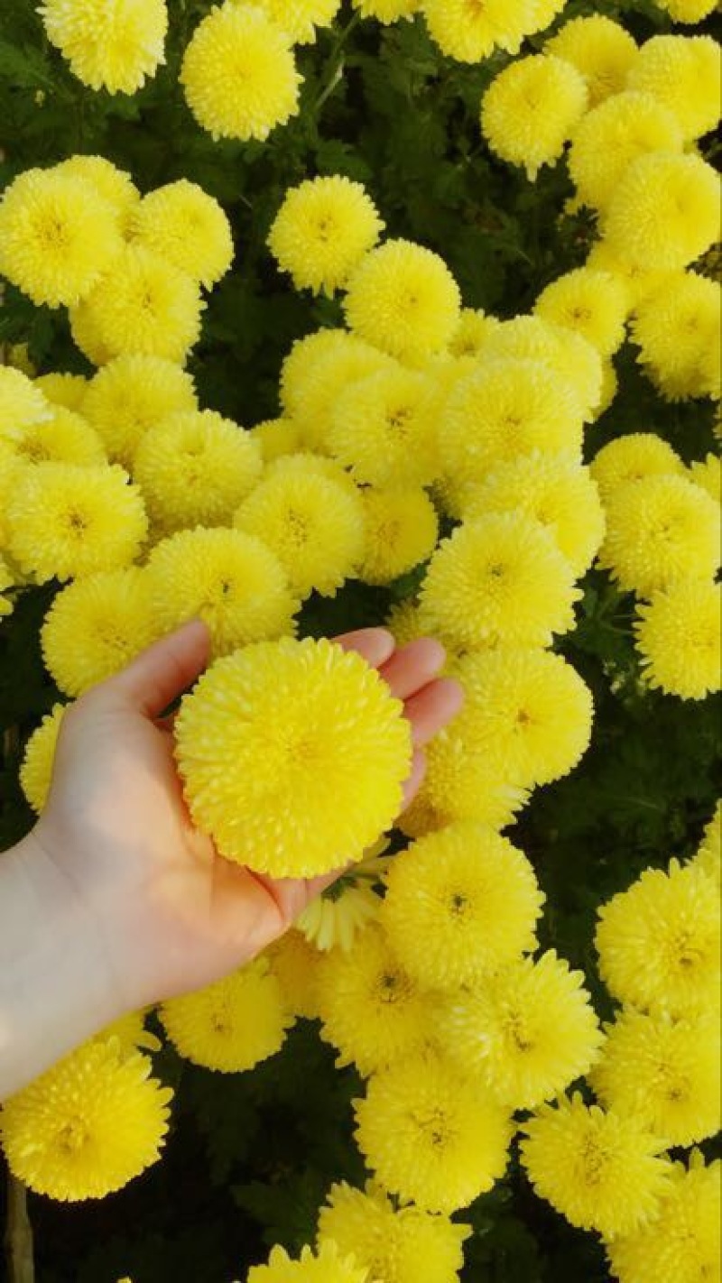 菊花茶一级