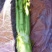 棒菜圆叶棒菜。花叶棒菜四川绵阳。各种做工