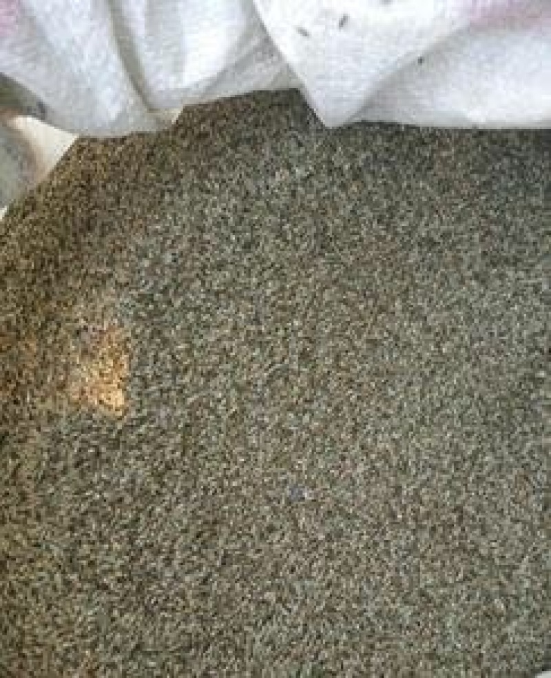 牛膝种子